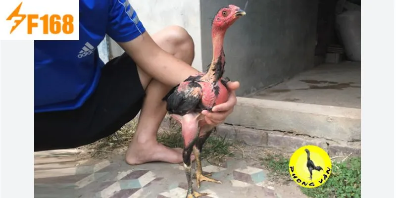 ข้อผิดพลาดที่พบบ่อยในการดูไก่ชนที่ F168