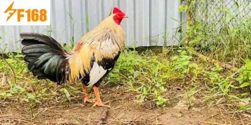 ทำความรู้จักกับไก่กล้วย – ไก่ที่ได้รับความนิยมมากที่สุดในปัจจุบัน