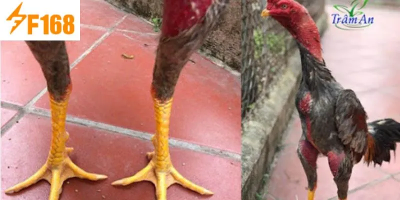 วิธีดูไก่ชนที่ F168 ที่ควรรู้