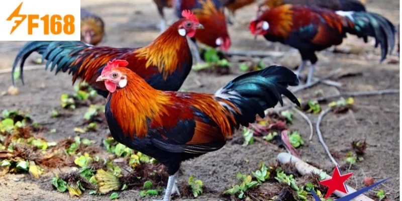 เทคนิคการเลี้ยงไก่บินห์ดินห์ที่มีประสิทธิภาพที่พี่น้องควรศึกษา